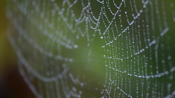 蜘蛛网中的露水蛛网