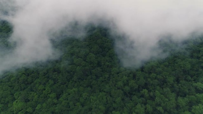 森林上云漂浮在空中的上方视图