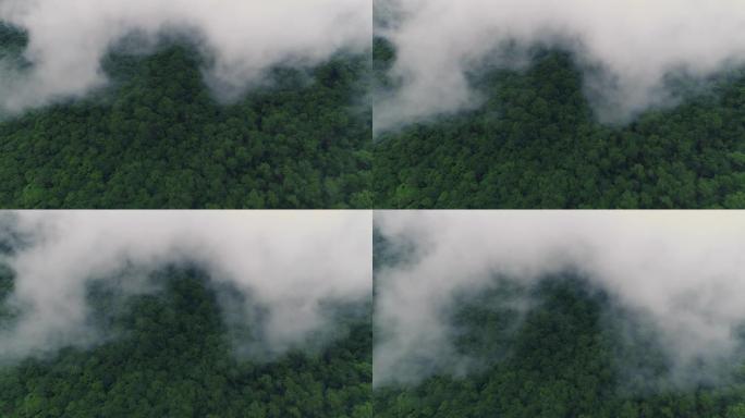森林上云漂浮在空中的上方视图