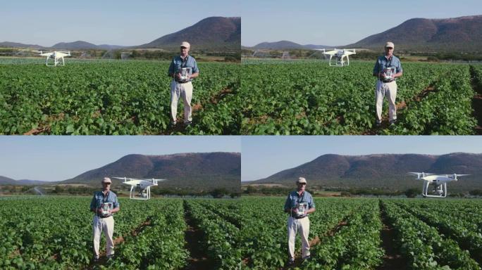 4k现代农民使用农业先进技术用无人机监视蔬菜作物的视图