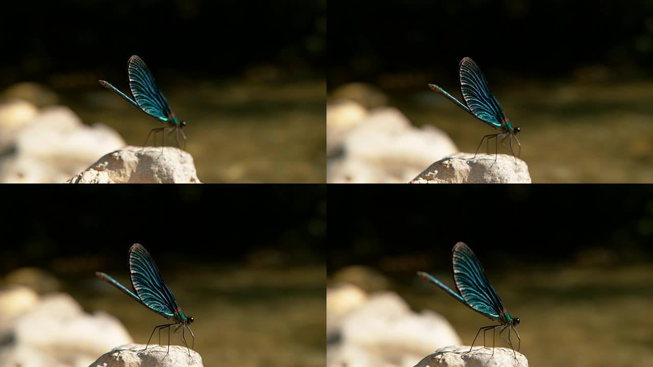 宏观: 充满活力的蓝蜻蜓在平静的山溪边的岩石上休息。