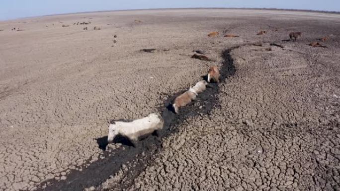 由于干旱和气候变化，马被困在厚厚的泥浆中试图到达最后剩余的水源，因此进行了空中放大。马拉布鹳耐心等待