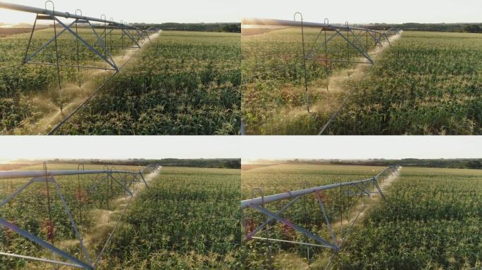 4k背光空中缩小中心枢轴灌溉大型蔬菜农场玉米作物的视图