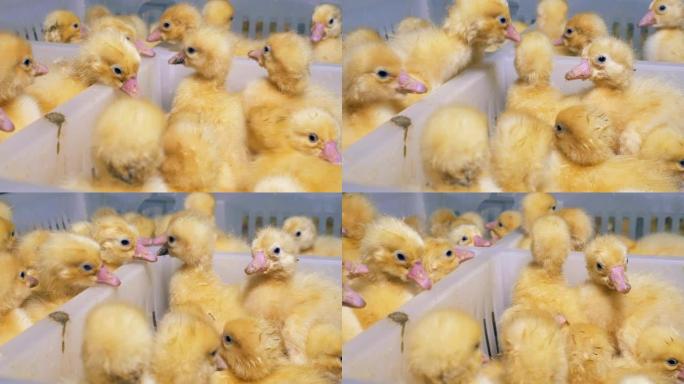 许多刚孵出的小鸭子在塑料盒里熙熙攘攘。养鸡场。农业。