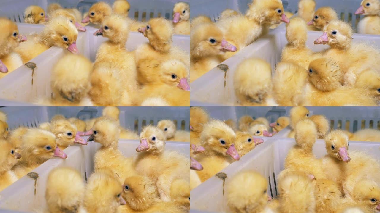 许多刚孵出的小鸭子在塑料盒里熙熙攘攘。养鸡场。农业。