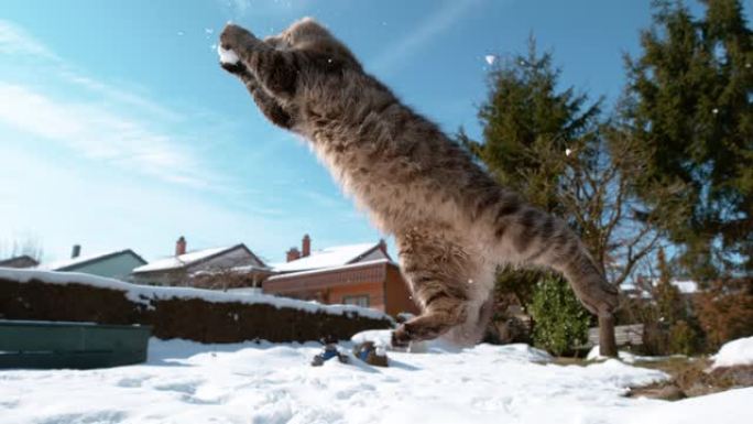 低角度: 虎斑猫用爪子伸出手在半空中捕捉雪球。