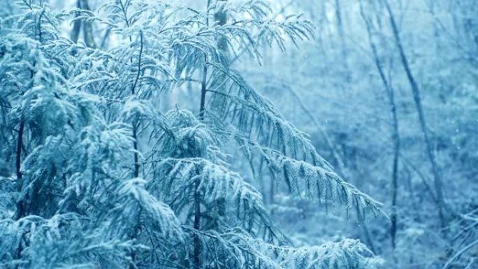 冬天的松树树枝，下雪