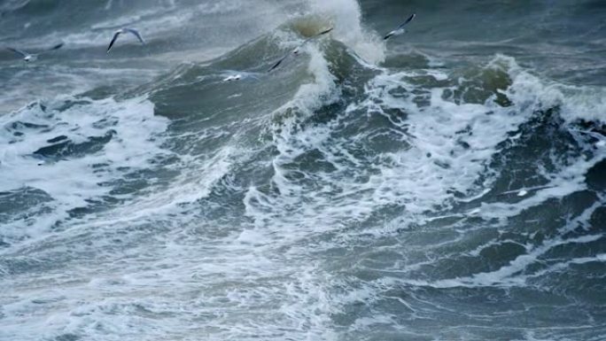 海洋上强大的风暴。海鸥飞过水面寻找食物。慢动作镜头