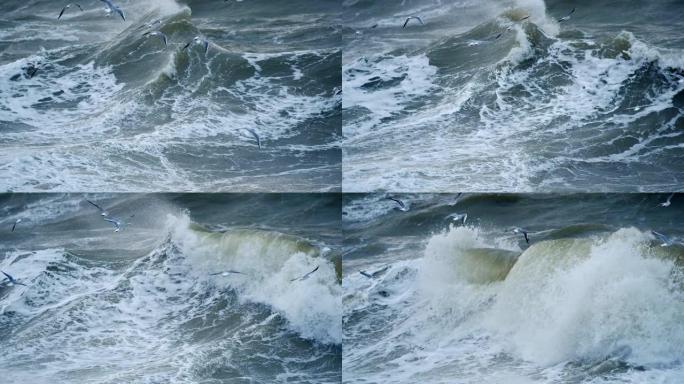 海洋上强大的风暴。海鸥飞过水面寻找食物。慢动作镜头