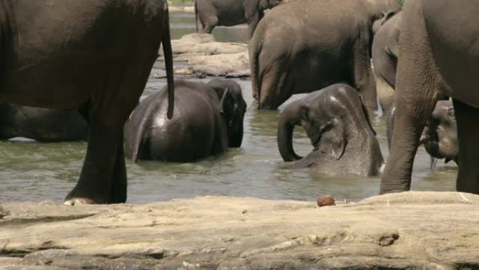 斯里兰卡MS大象在水中沐浴
