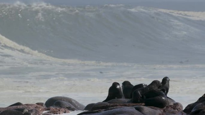 纳米比亚骷髅海岸国家公园冲浪中游泳的一大群海角海狗的4k视图