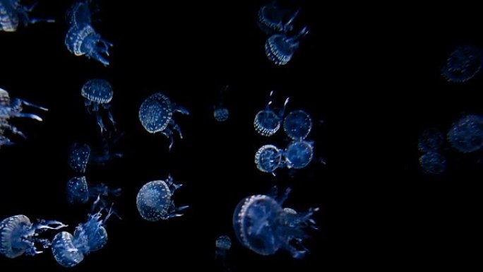 水母水下唯美水母梦幻蓝色水母海底世界