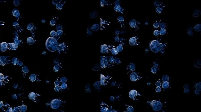 水母水下唯美水母梦幻蓝色水母海底世界