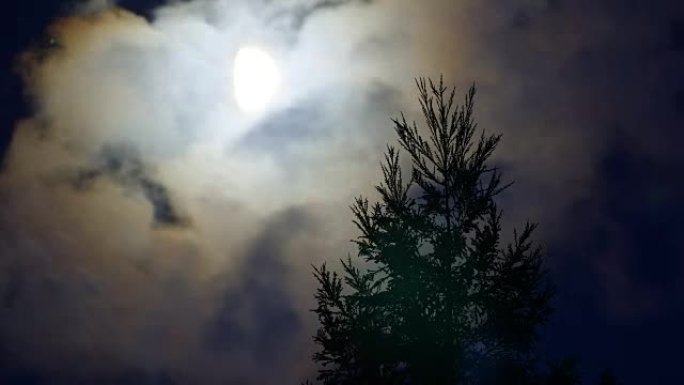 月亮与松树在附近