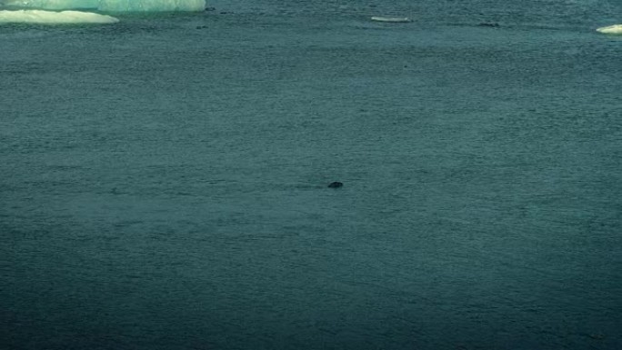 海豹在寒冷的海洋中游泳