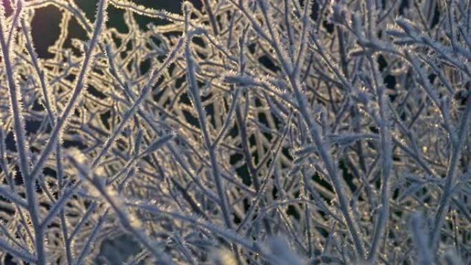 冬天开始时，植物树枝上的第一次霜冻。日落灯。UHD