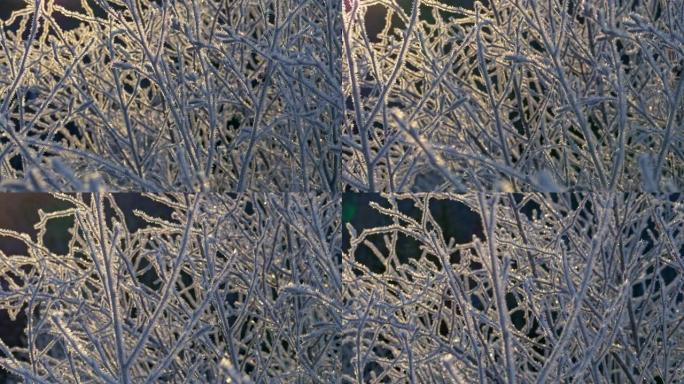 冬天开始时，植物树枝上的第一次霜冻。日落灯。UHD