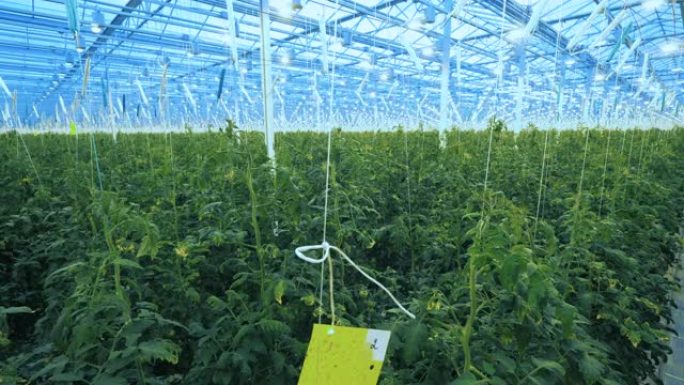 番茄植物的大温室。