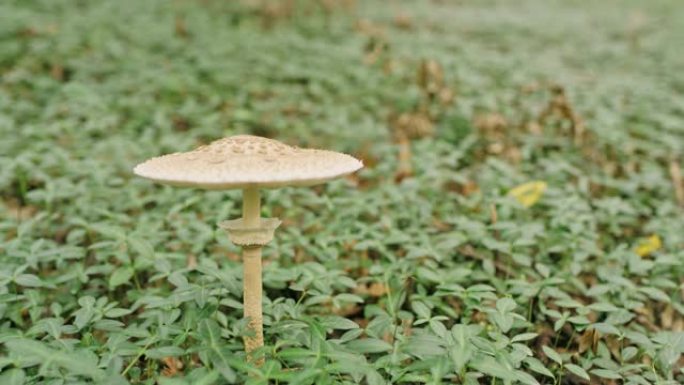 生长在森林中的铜蘑菇。雨伞