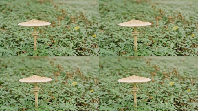 生长在森林中的铜蘑菇。雨伞