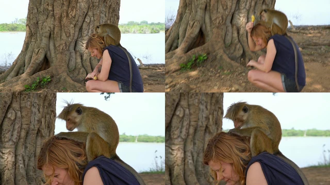 斯里兰卡猴子清洁妇女的头皮