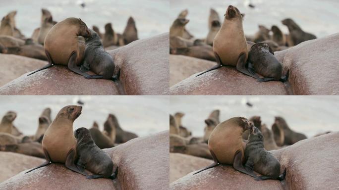 一只年轻的海角海狗与它的母亲，纳米比亚的骷髅海岸国家公园互动的4k特写视图