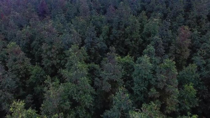松树树林顶部鸟瞰图，4k