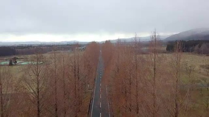 日本冬季普拉岛滋贺的水杉奈米路。