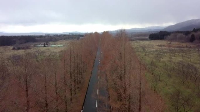 日本冬季普拉岛滋贺的水杉路