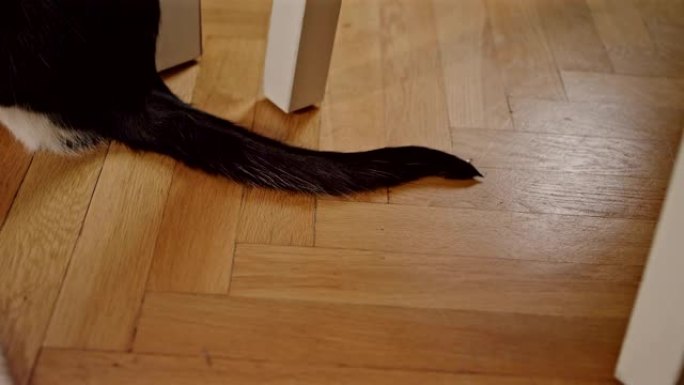 猫的尾巴在运动修行休息大尾巴