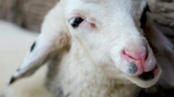 4k小绵羊产羊和咀嚼。