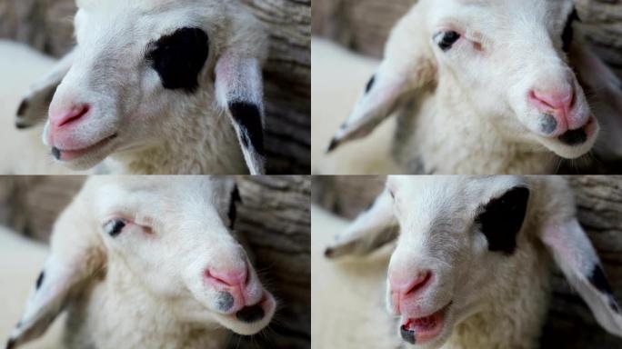4k小绵羊产羊和咀嚼。