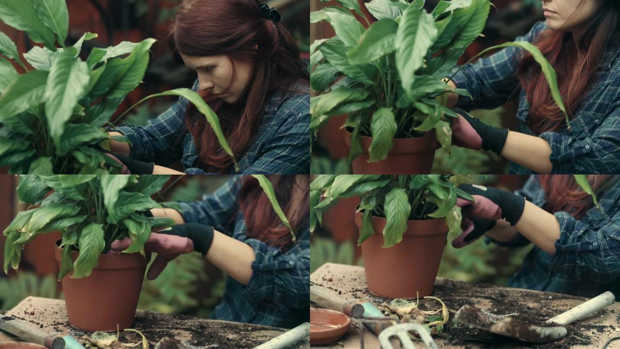 女人在花园里种花