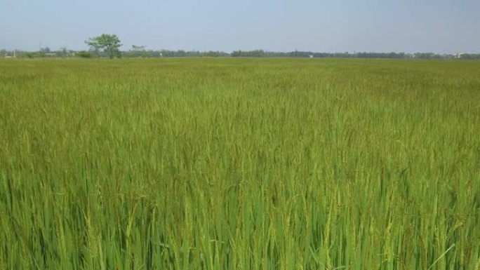 复制空间: 温和的夏风吹过越南广阔的稻田。