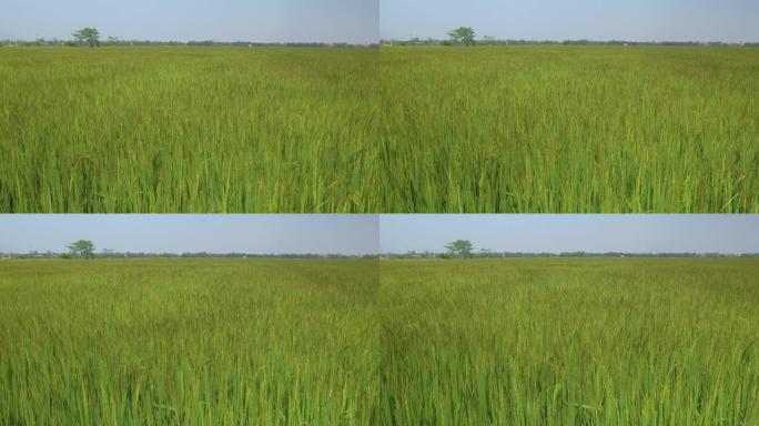 复制空间: 温和的夏风吹过越南广阔的稻田。