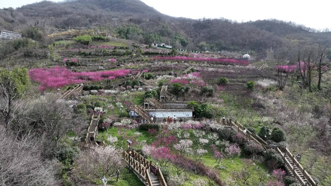 安康梅子镇梅园