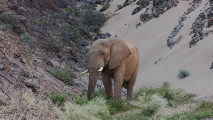 纳米比亚纳米布沙漠Hoanib山谷沙丘和岩石露头前的沙漠大象公牛喂食的4k近景