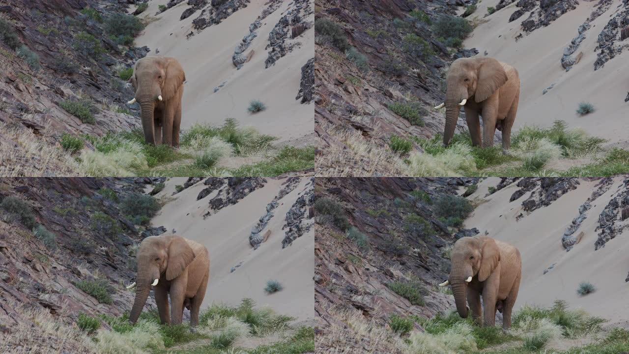 纳米比亚纳米布沙漠Hoanib山谷沙丘和岩石露头前的沙漠大象公牛喂食的4k近景