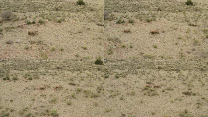 在丛林中奔跑的两只白犀牛的4k鸟瞰图
