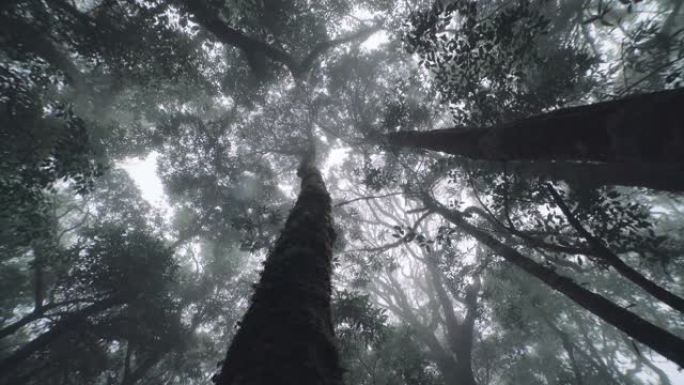 热带雨林树木，云的诞生