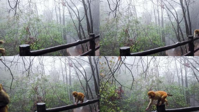 张家界的猴子雌性带着小孩栏杆户外