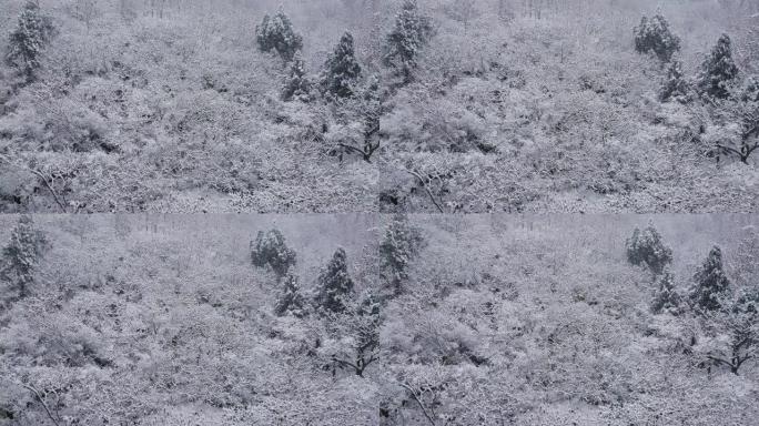 雪景瑞雪纷飞雪景冬天小雪大雪下雪花