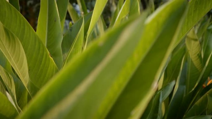 花园中的天堂鸟树绿色植物特写生态风景