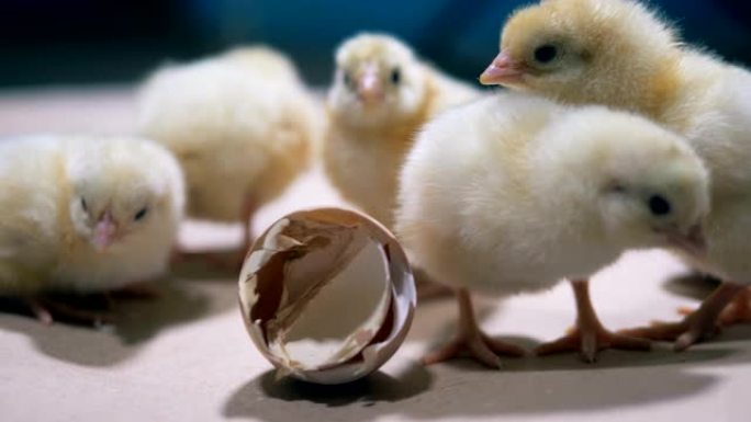 最近出生的鸡正在围绕破碎的蛋壳大惊小怪