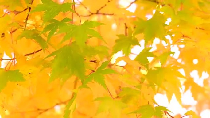 韩国首尔市秋季金黄的枫叶飘动的枫叶植物