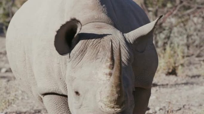纳米比亚埃托沙国家公园一只雌性黑犀牛走向相机的4k特写视图