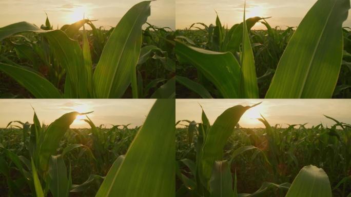 DS日落时田间年轻玉米植株的美丽镜头