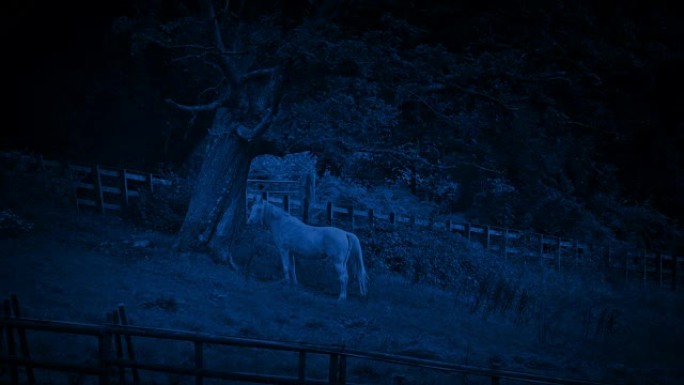 夜晚躲在树下的马