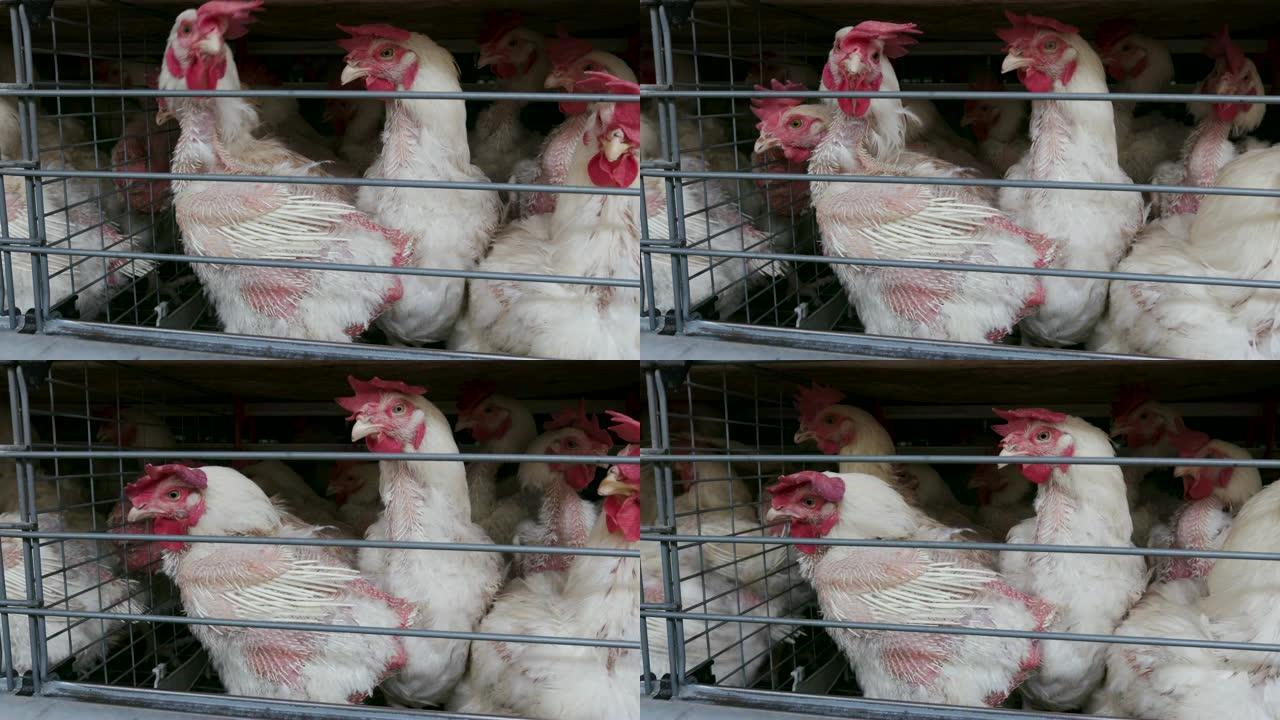 大型产卵生产农场饲喂中羽毛很少的鸡的4k特写视图