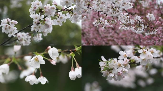 春天细雨下的樱花4K